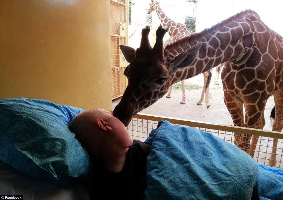 Giraffe gives dying man a good-bye kiss