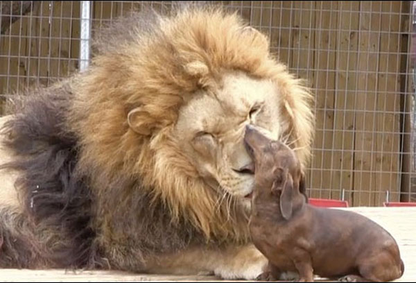 Hot-dog helps to clean lion